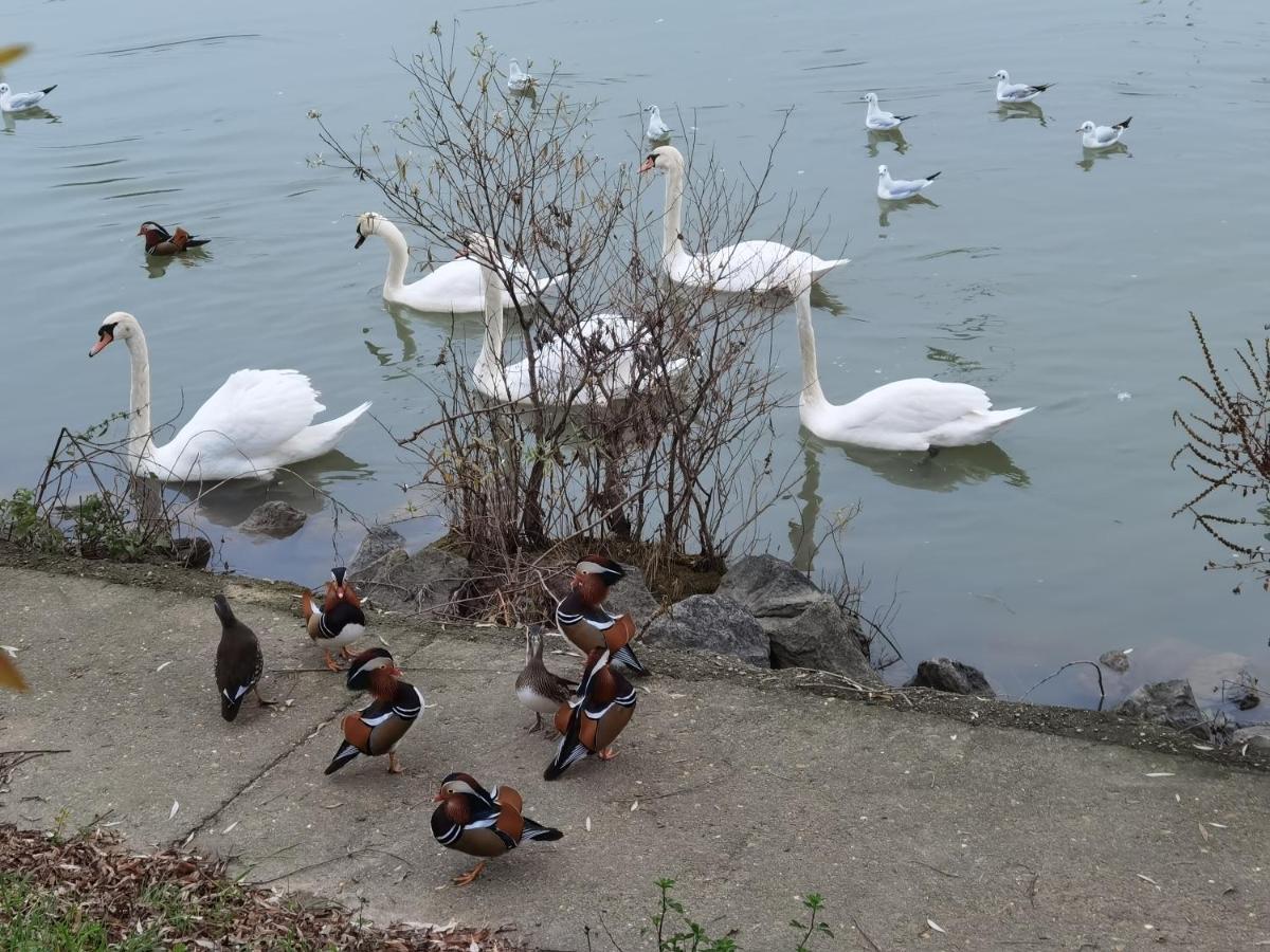 Les Pingouins De La Marne Bed & Breakfast Le Perreux-Sur-Marne Exterior foto